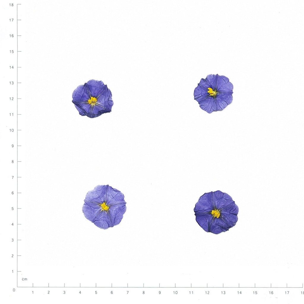 Pressed Blue Potato Bush Flowers, Blue beside an 18 cm ruler
