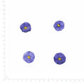 Pressed Blue Potato Bush Flowers, Blue beside an 18 cm ruler