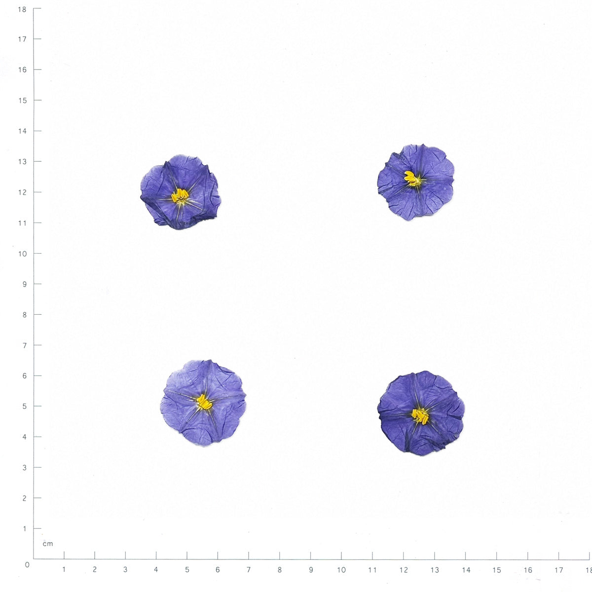 Pressed Blue Potato Bush Flowers, Blue beside an 18 cm ruler