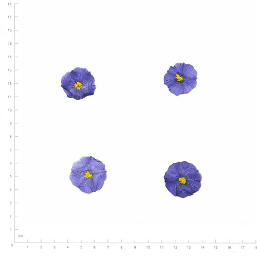 Pressed Blue Potato Bush Flowers, Blue beside an 18 cm ruler