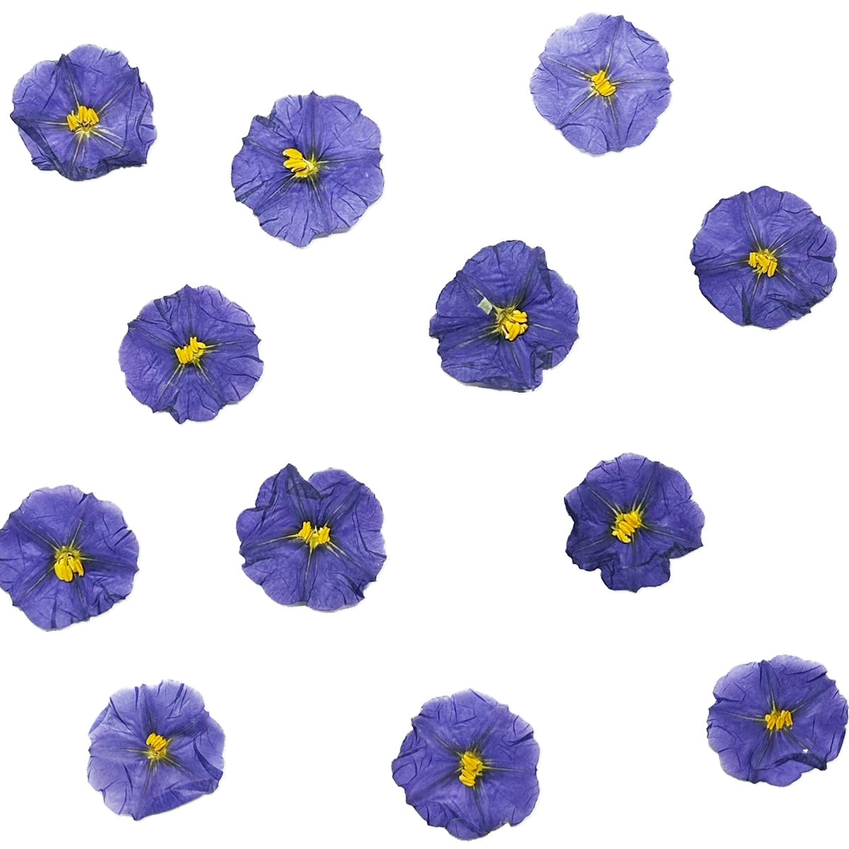 Pressed Blue Potato Bush Flowers arranged on a white background
