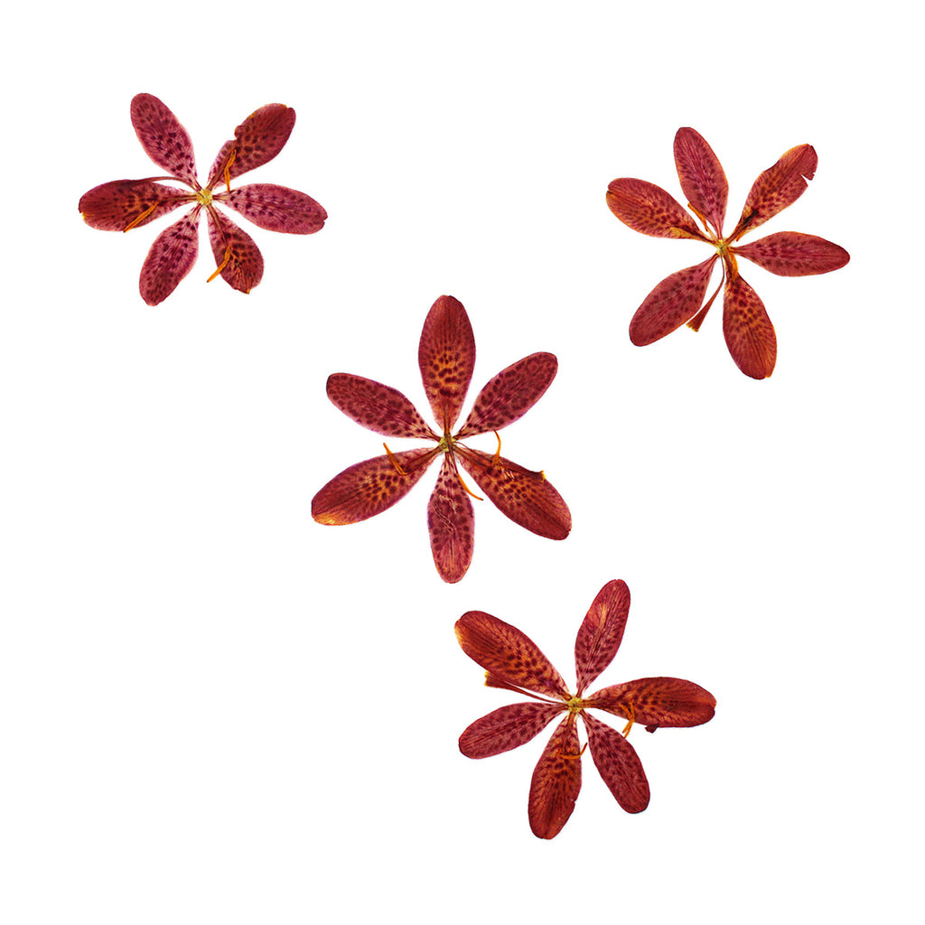 Pressed Blackberry Lily Flowers arranged on a white background