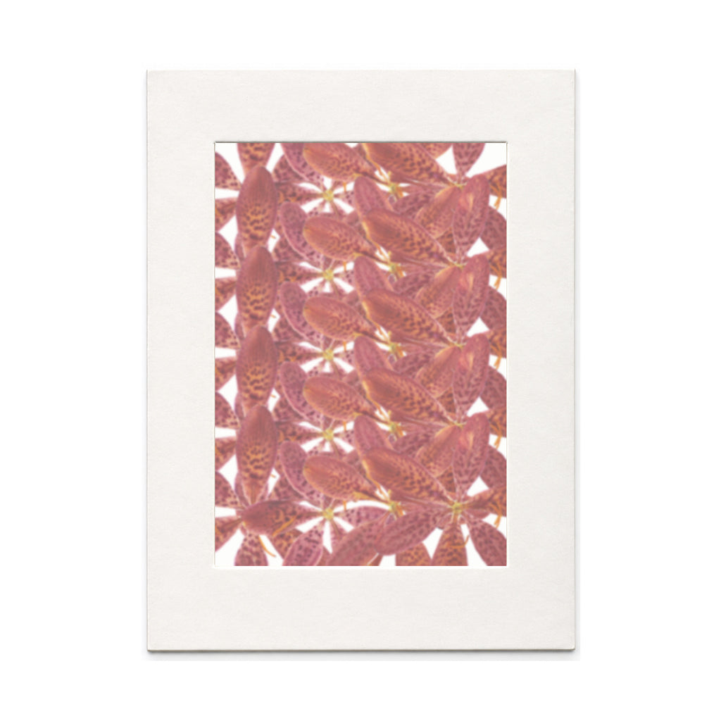 Pressed Blackberry Lily Flowers, Red, 20 pieces in white kraft packaging beneath translucent tracing paper