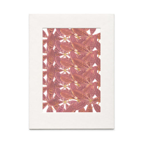Pressed Blackberry Lily Flowers, Red, 20 pieces in white kraft packaging beneath translucent tracing paper