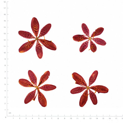 Pressed Blackberry Lily Flowers, Red beside an 18 cm ruler