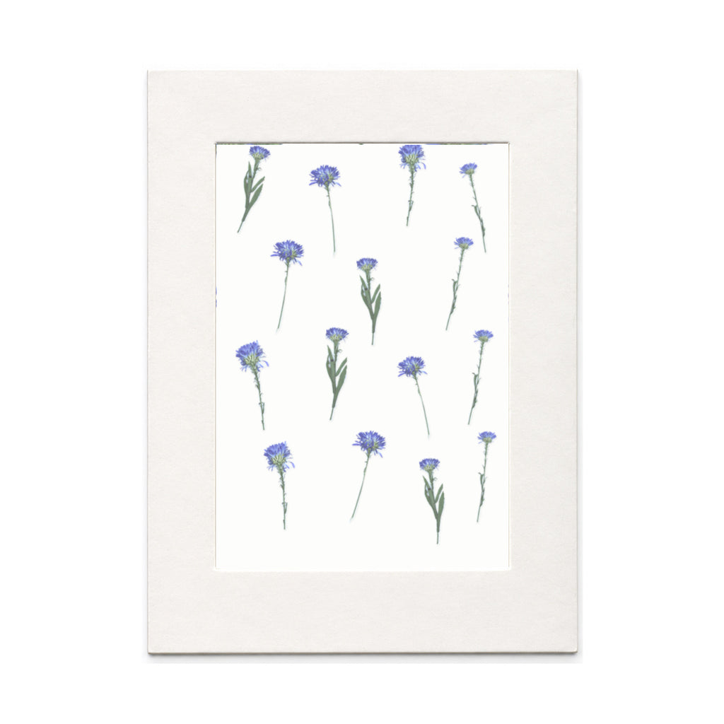 Pressed Blue Flowers with Stems, Blue, 15 pieces in white kraft paper packaging beneath translucent tracing paper