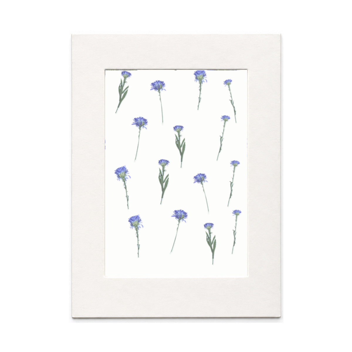 Pressed Blue Flowers with Stems, Blue, 15 pieces in white kraft paper packaging beneath translucent tracing paper
