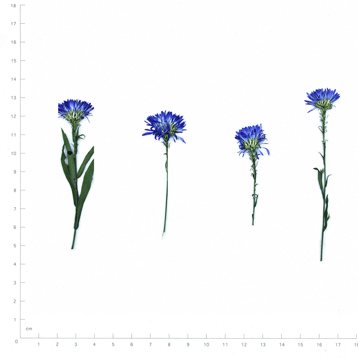 Pressed Blue Flowers with Stems, Blue beside an 18 cm ruler