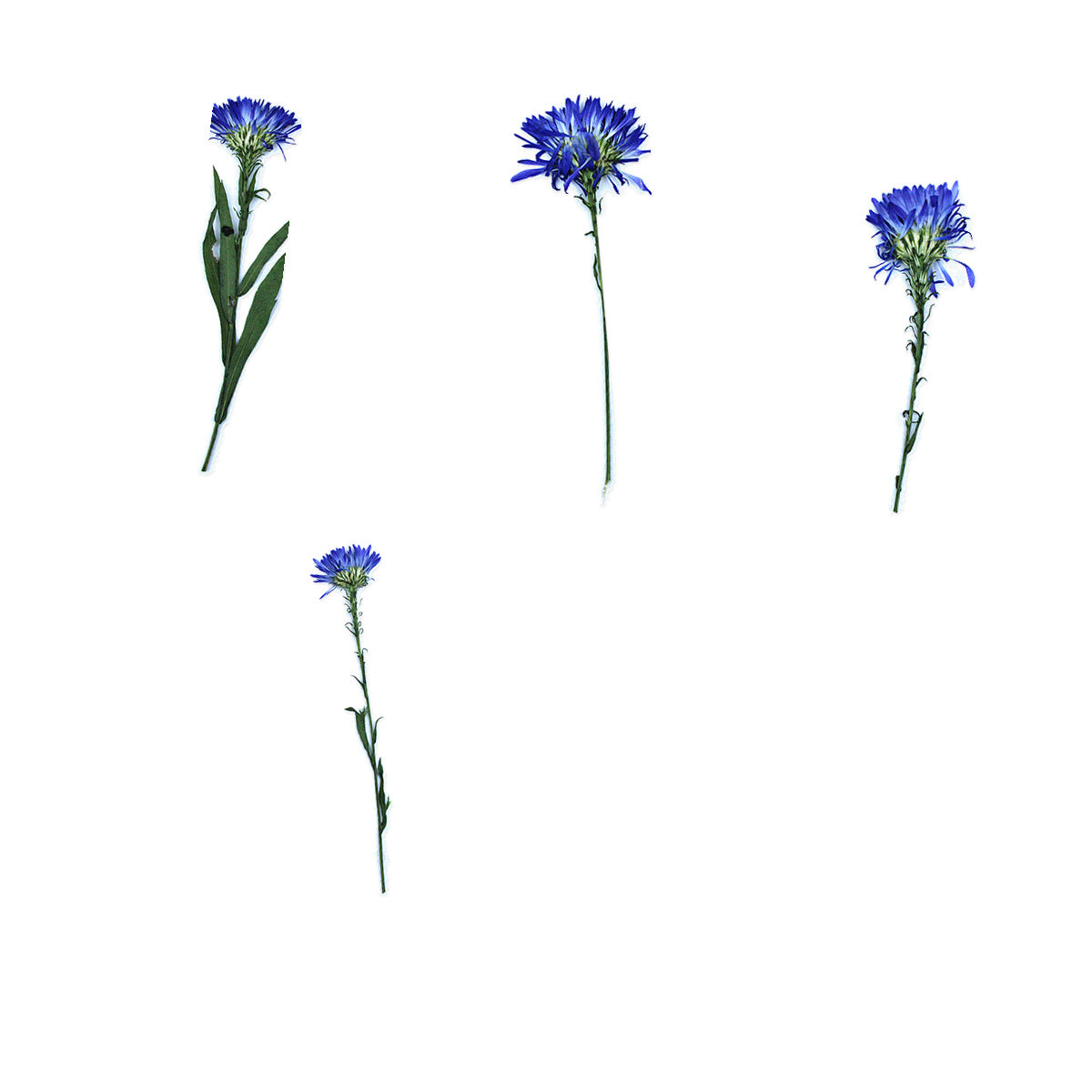 Pressed Blue Flowers with Stems arranged loosely across a white background