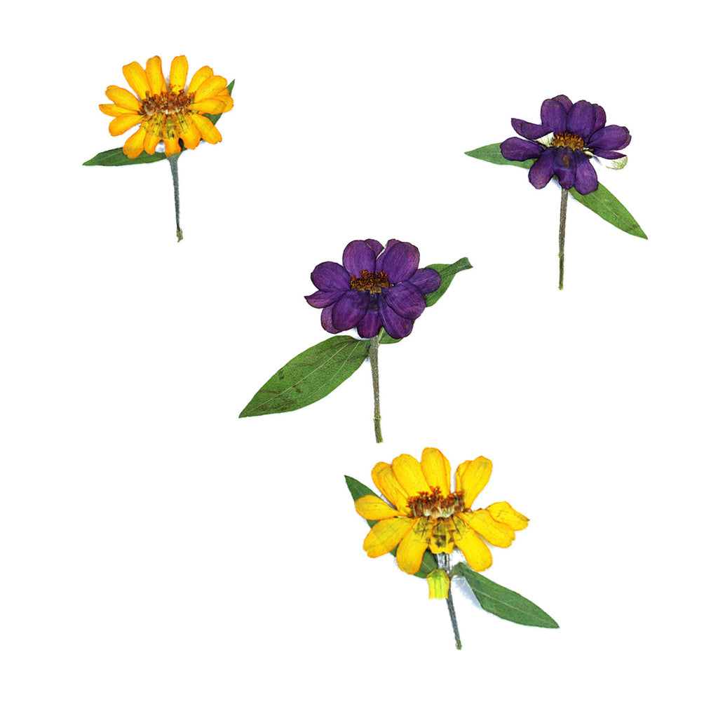 Pressed Zinnia Flowers with Stems arranged on a white background