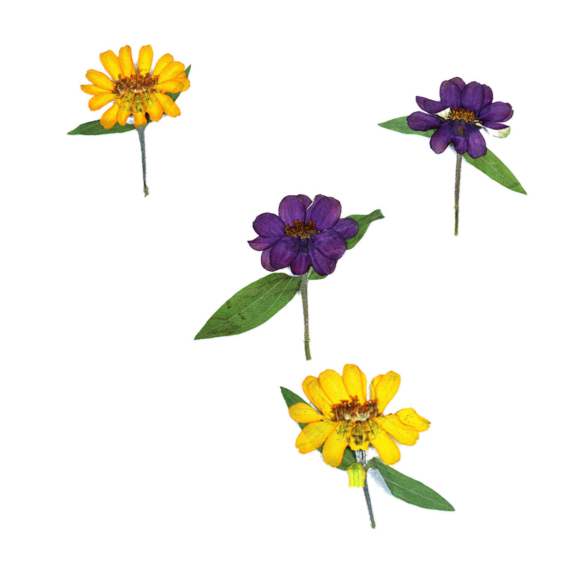 Pressed Zinnia Flowers with Stems arranged on a white background