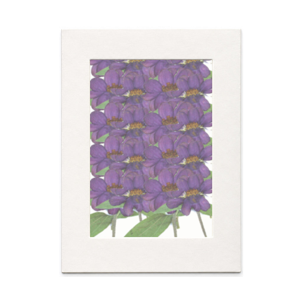 Pressed Zinnia Flowers with Stems, Purple, 20 pieces in white kraft packaging beneath translucent tracing paper
