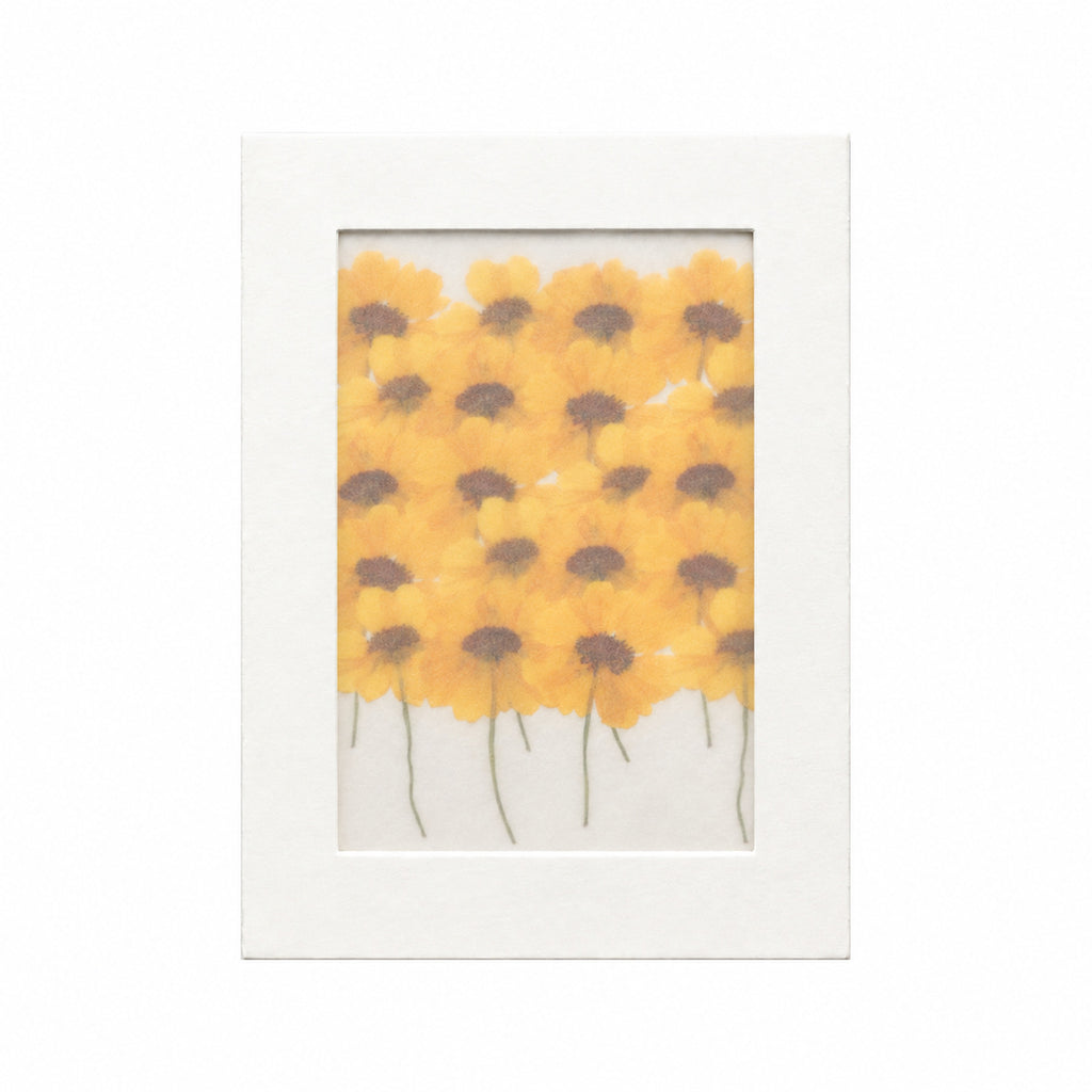 Pressed Flower Coreopsis, Yellow and Burgundy, 20 pieces in white kraft packaging beneath translucent tracing paper
