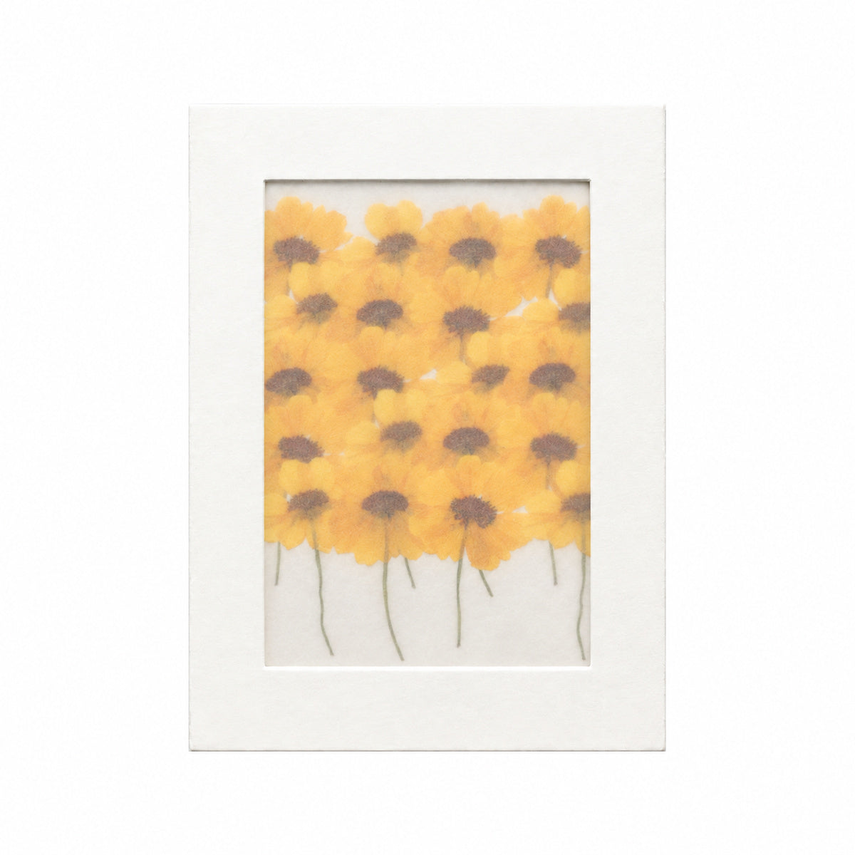 Pressed Flower Coreopsis, Yellow and Burgundy, 20 pieces in white kraft packaging beneath translucent tracing paper