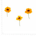 Pressed Flower Coreopsis, Yellow and Burgundy beside a 180 mm ruler