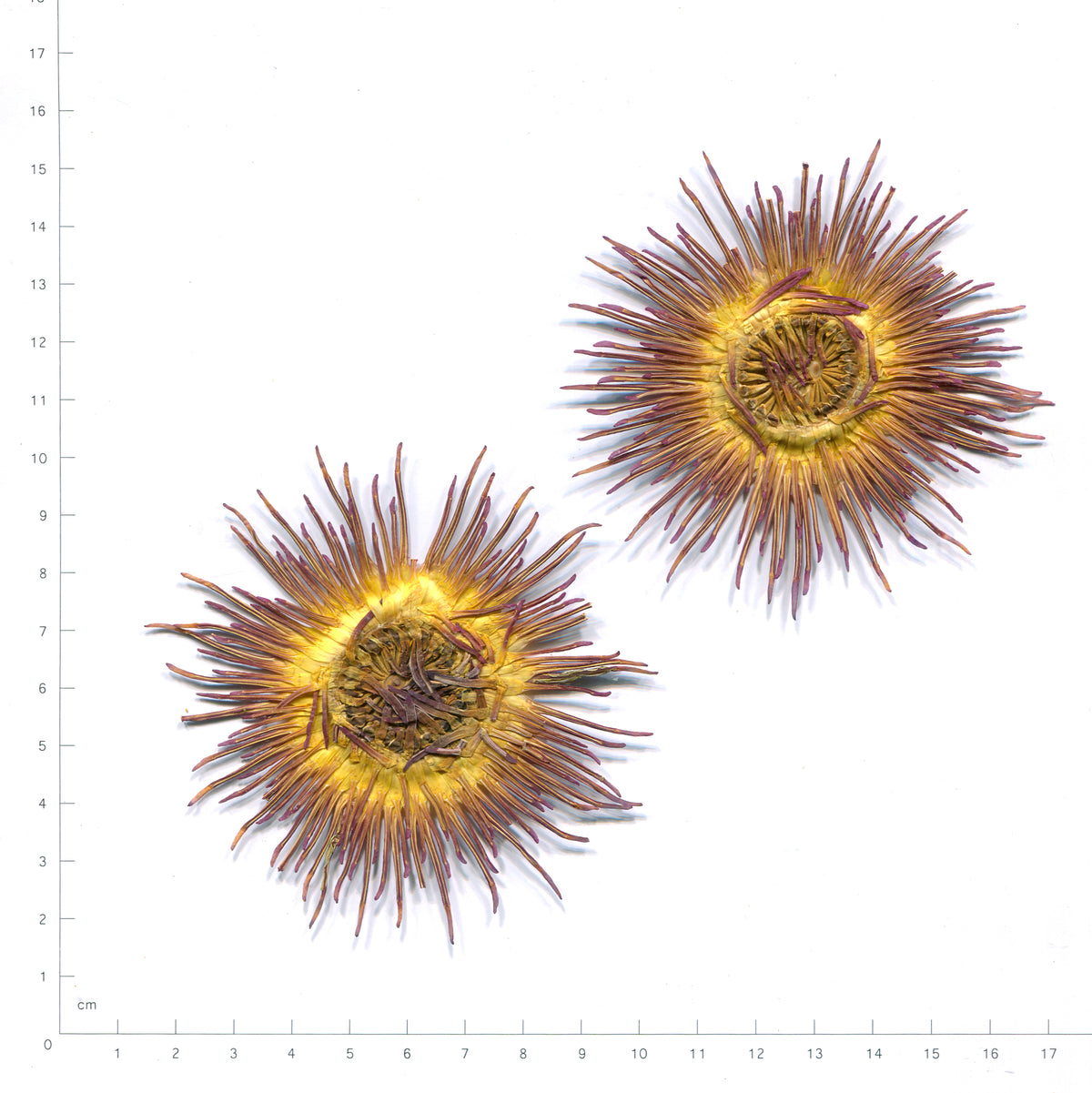 Natural yellow & purple water lily flower centers beside a measurement scale