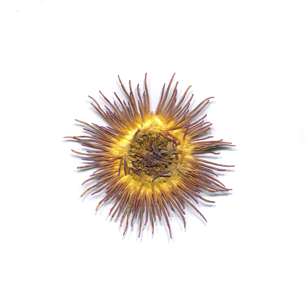 Natural yellow & purple water lily flower centers on a white background