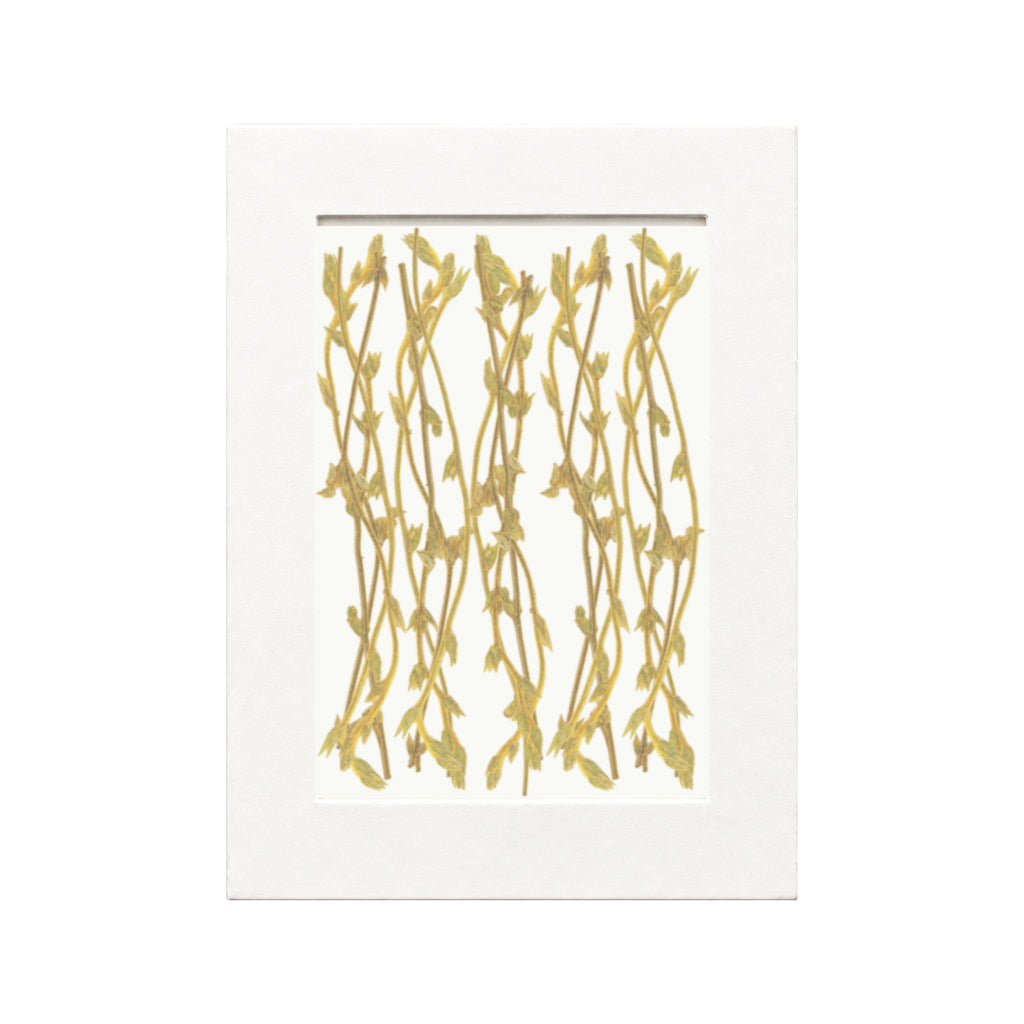 Pressed Swallowwort Sprigs, Yellow Green, 20 pieces in white kraft packaging beneath translucent tracing paper