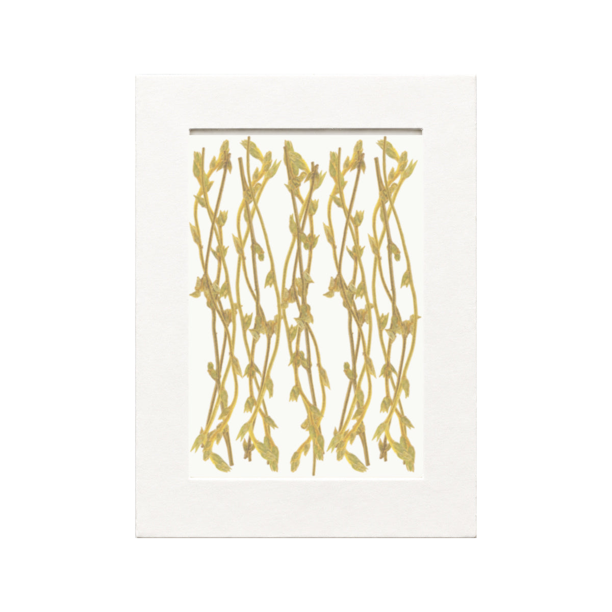 Pressed Swallowwort Sprigs, Yellow Green, 20 pieces in white kraft packaging beneath translucent tracing paper