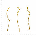 Pressed Swallowwort Sprigs, Yellow Green beside a 180 mm ruler