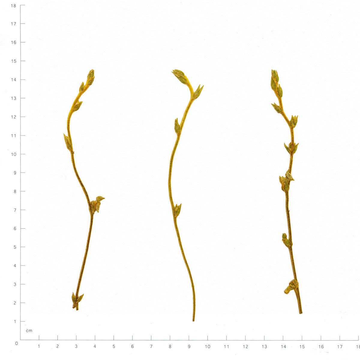 Pressed Swallowwort Sprigs, Yellow Green beside a 180 mm ruler