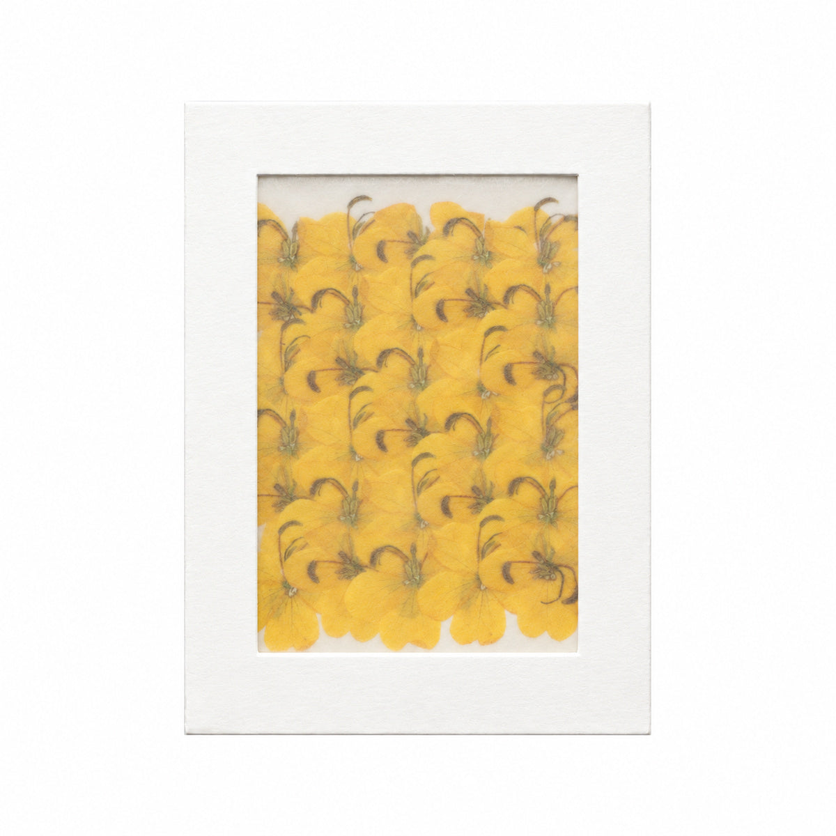 Pressed Flower Senna, Yellow, 30 pieces in white kraft packaging beneath translucent tracing paper