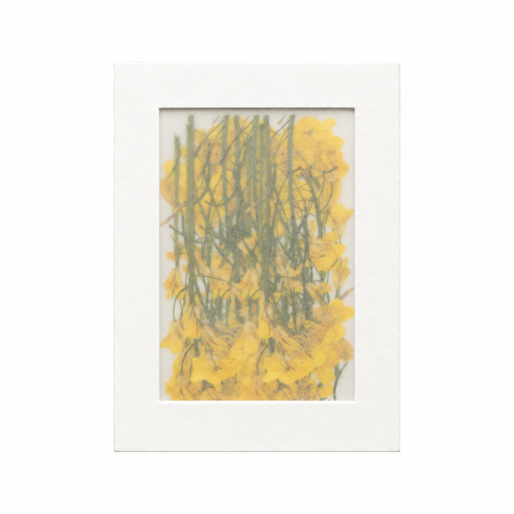 Pressed Flower Rapeseed Flower, Yellow, 20 pieces in white kraft packaging beneath translucent tracing paper