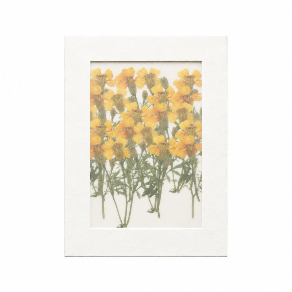 Pressed Flower Marigold, Yellow, 20 pieces in white kraft packaging beneath translucent tracing paper