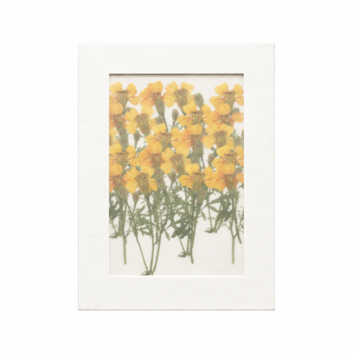 Pressed Flower Marigold, Yellow, 20 pieces in white kraft packaging beneath translucent tracing paper