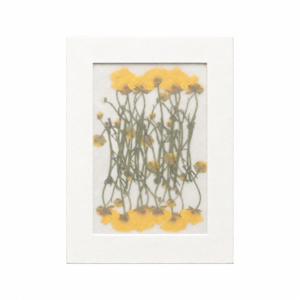 Pressed Flower Buttercup, Yellow, 20 pieces in white kraft packaging beneath translucent tracing paper