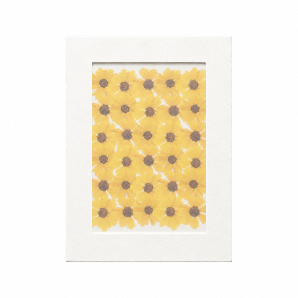 Pressed Flower Coreopsis, Yellow, 30 pieces in white kraft packaging beneath translucent tracing paper