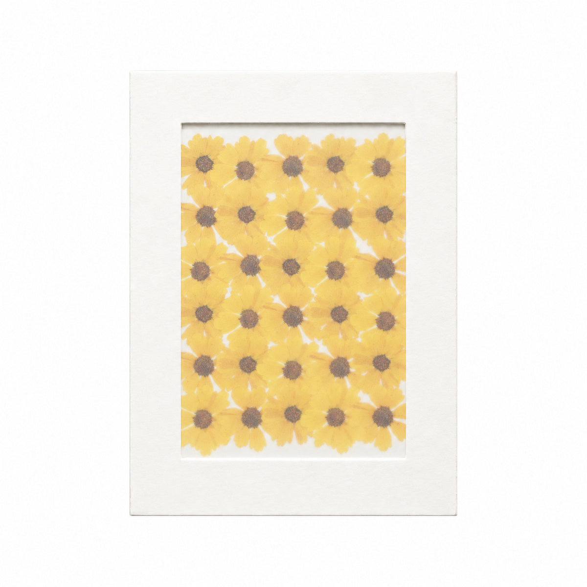 Pressed Flower Coreopsis, Yellow, 30 pieces in white kraft packaging beneath translucent tracing paper