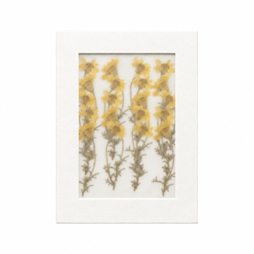 Pressed Flower Daisy, Yellow, 20 pieces in white kraft packaging beneath translucent tracing paper