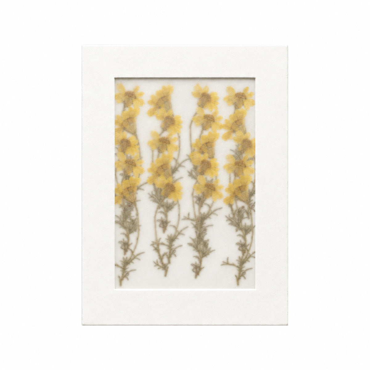 Pressed Flower Daisy, Yellow, 20 pieces in white kraft packaging beneath translucent tracing paper