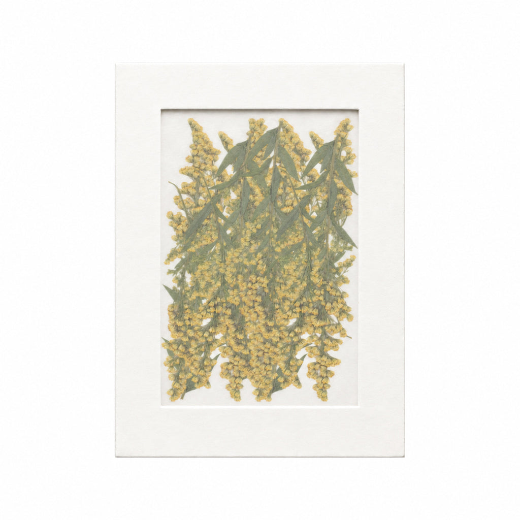 Pressed Flower Goldenrod, Yellow, 20 pieces in white kraft packaging beneath translucent tracing paper