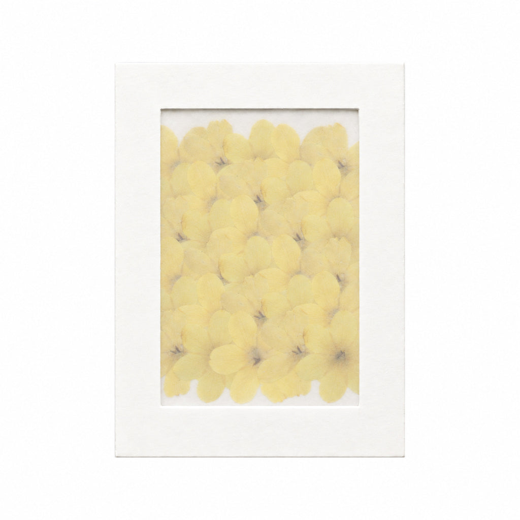 Pressed Flower Winter Jasmine, Yellow, 30 pieces in white kraft packaging beneath translucent tracing paper