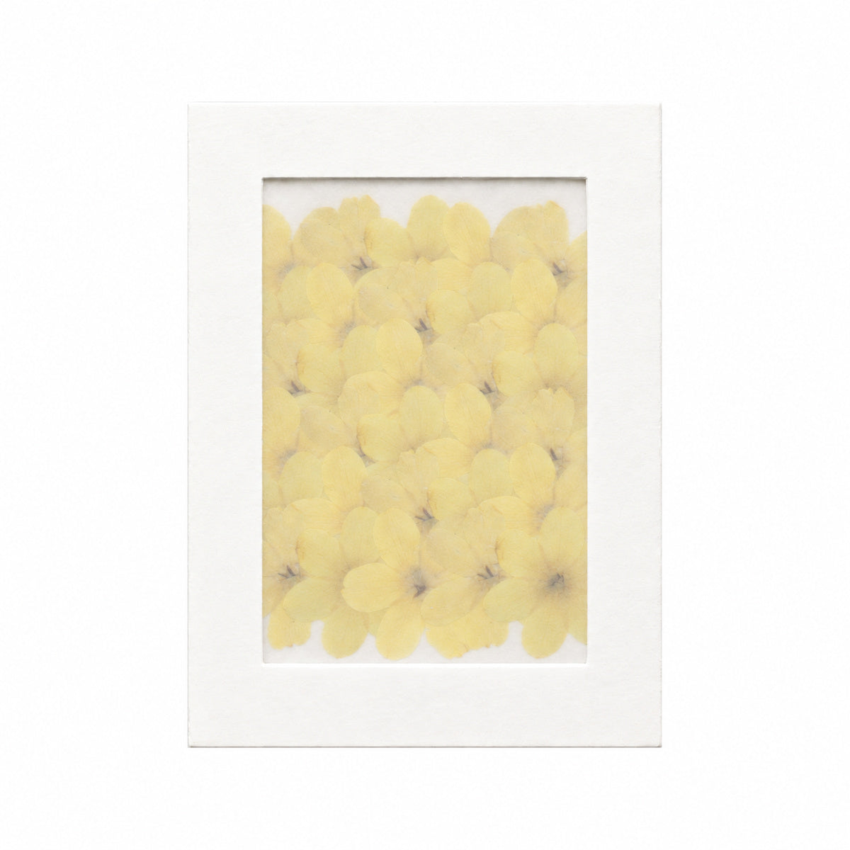 Pressed Flower Winter Jasmine, Yellow, 30 pieces in white kraft packaging beneath translucent tracing paper