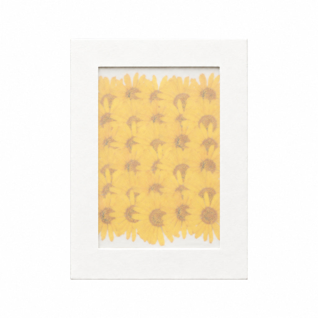 Pressed Flower Daisy, Yellow, 30 pieces in white kraft packaging beneath translucent tracing paper