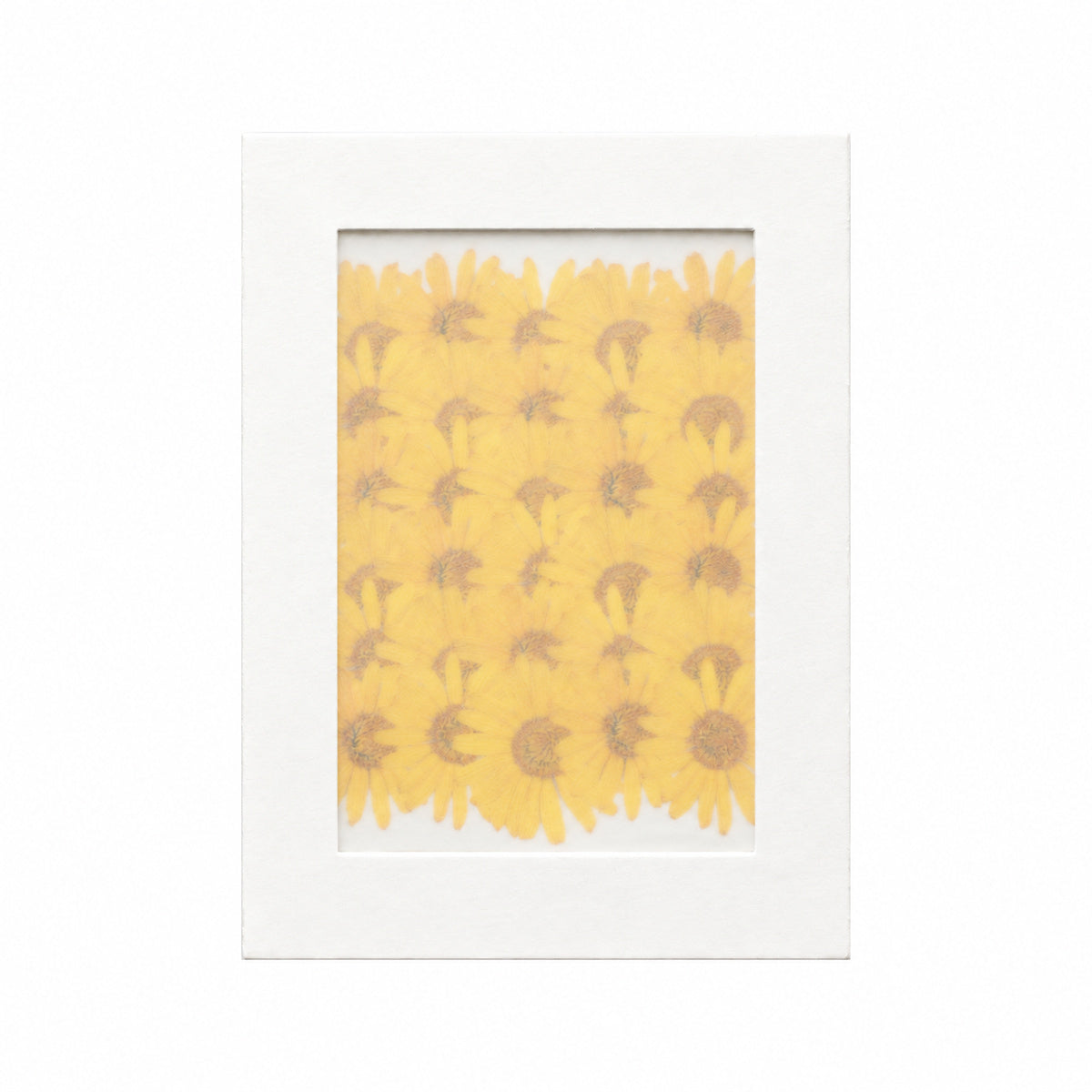 Pressed Flower Daisy, Yellow, 30 pieces in white kraft packaging beneath translucent tracing paper