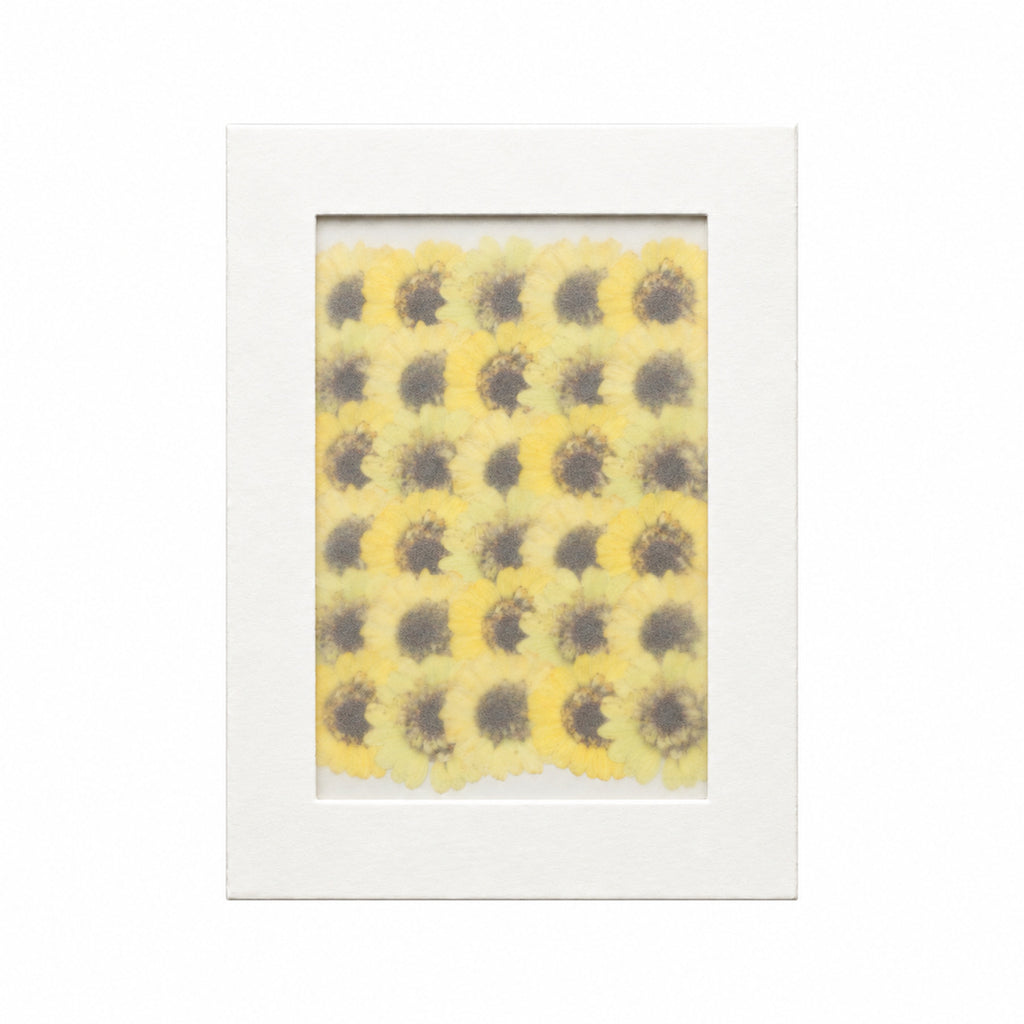 Pressed Flower Daisy, Yellow, 30 pieces in white kraft packaging beneath translucent tracing paper