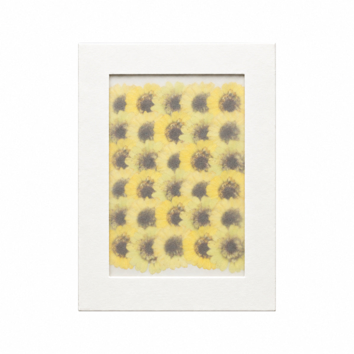 Pressed Flower Daisy, Yellow, 30 pieces in white kraft packaging beneath translucent tracing paper