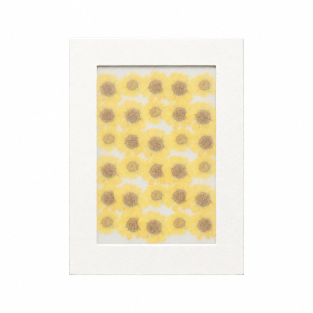 Pressed Flower Daisy, Yellow, 30 pieces in white kraft packaging beneath translucent tracing paper
