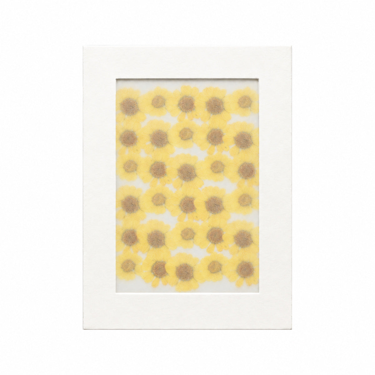 Pressed Flower Daisy, Yellow, 30 pieces in white kraft packaging beneath translucent tracing paper