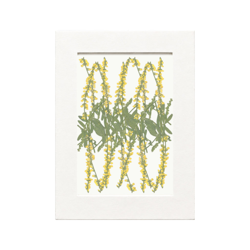 Pressed Flower Sweet Clover, Yellow, 20 pieces in white kraft packaging beneath translucent tracing paper