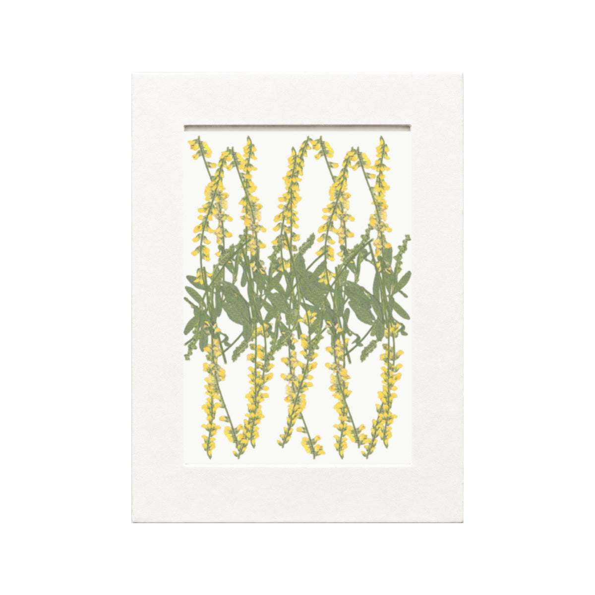 Pressed Flower Sweet Clover, Yellow, 20 pieces in white kraft packaging beneath translucent tracing paper