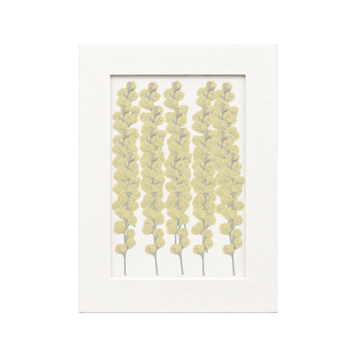 20 pressed Acacia stems in yellow beneath translucent tracing paper