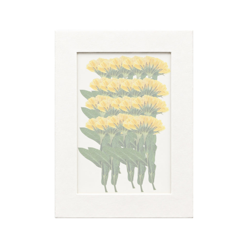 20 pressed Calendula stems in yellow beneath translucent tracing paper