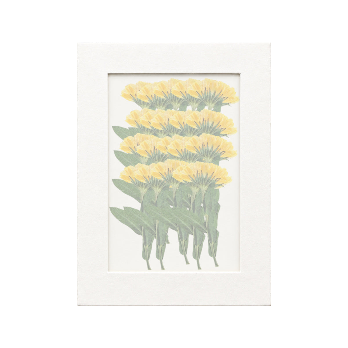 20 pressed Calendula stems in yellow beneath translucent tracing paper