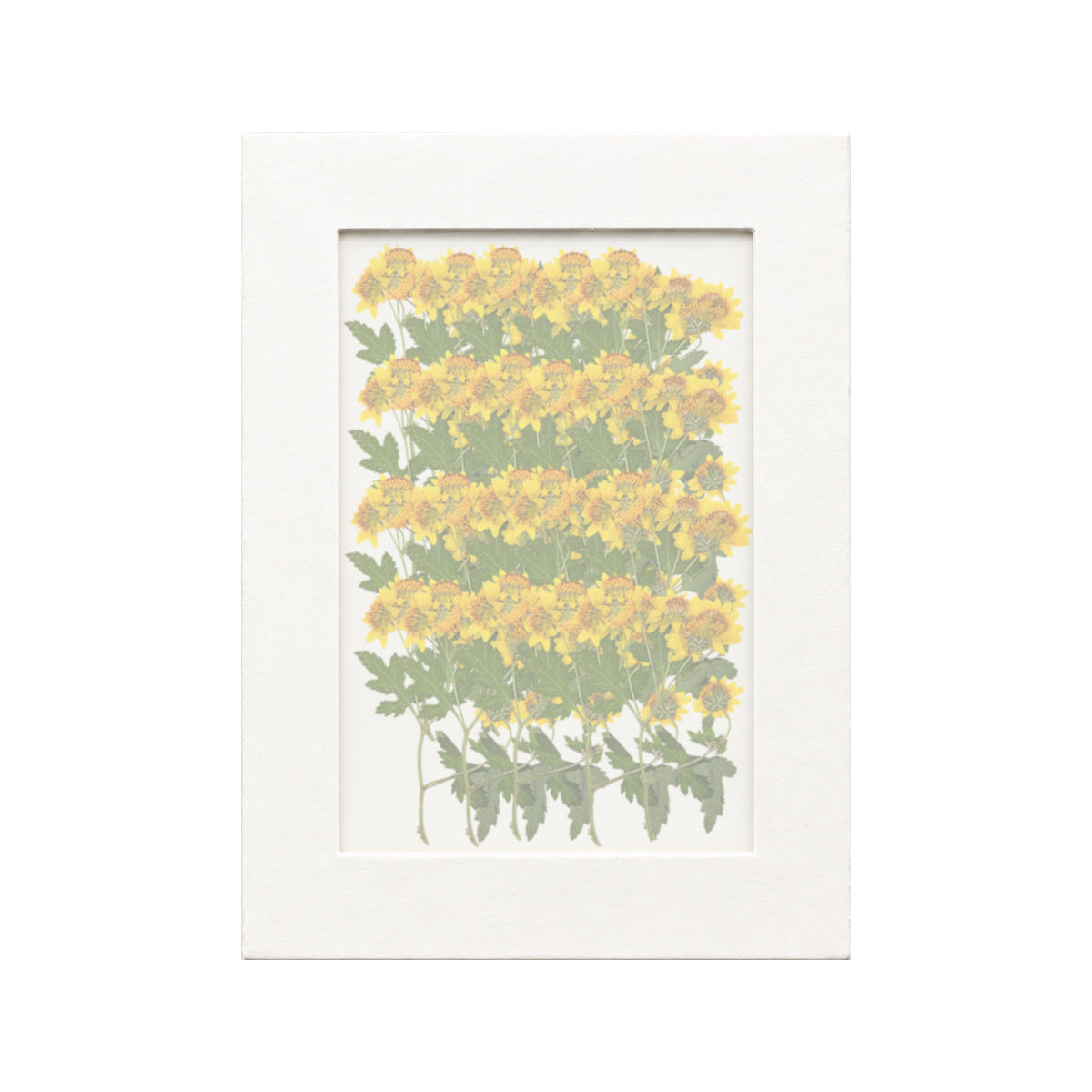 20 pressed Chrysanthemum stems in yellow beneath translucent tracing paper