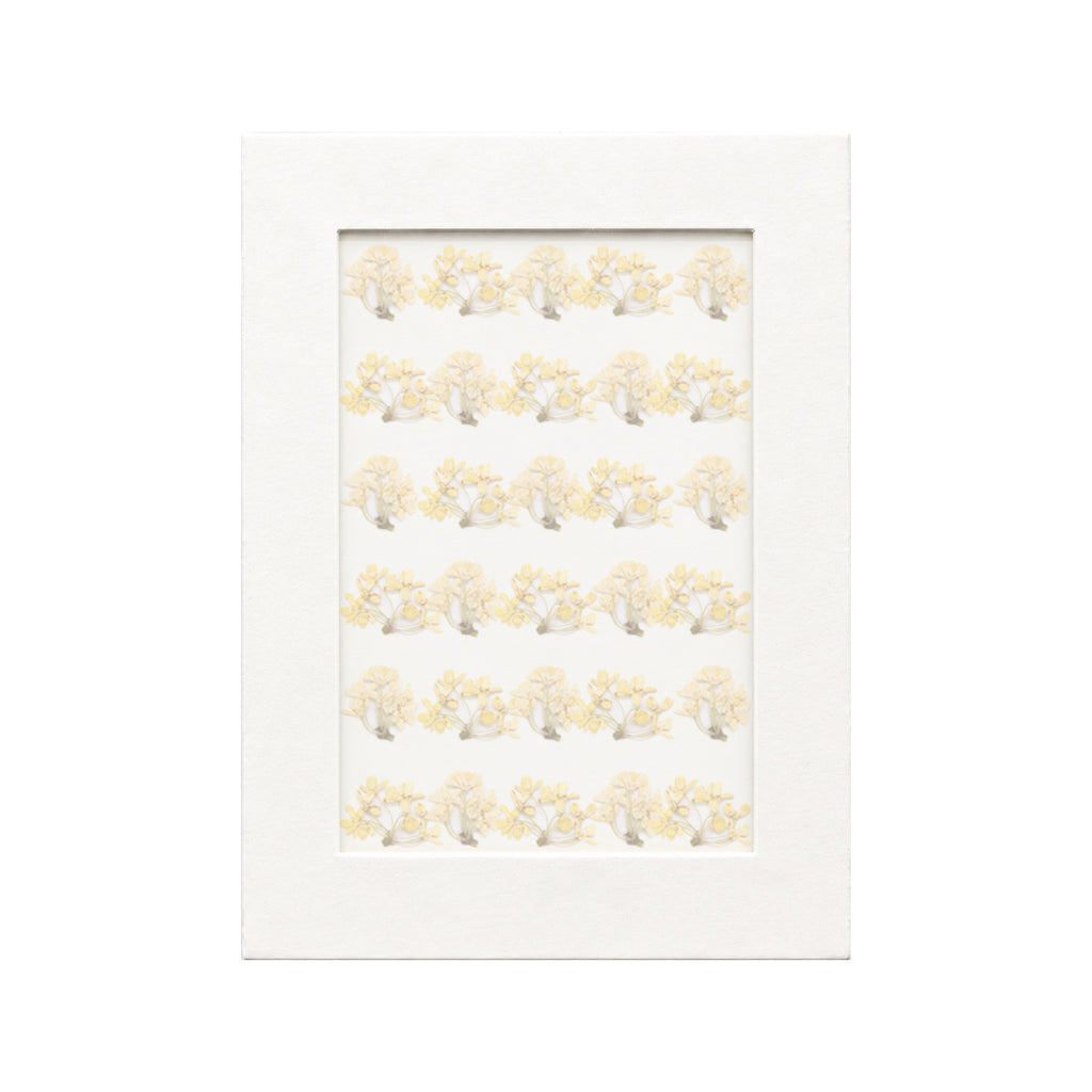 30 pressed Osmanthus pieces in yellow beneath translucent tracing paper